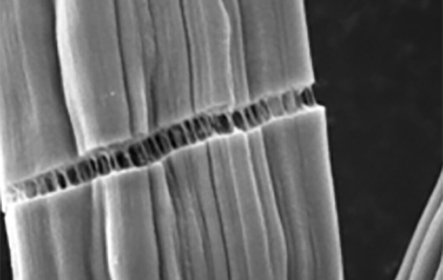 (Photo: Yuan lab)