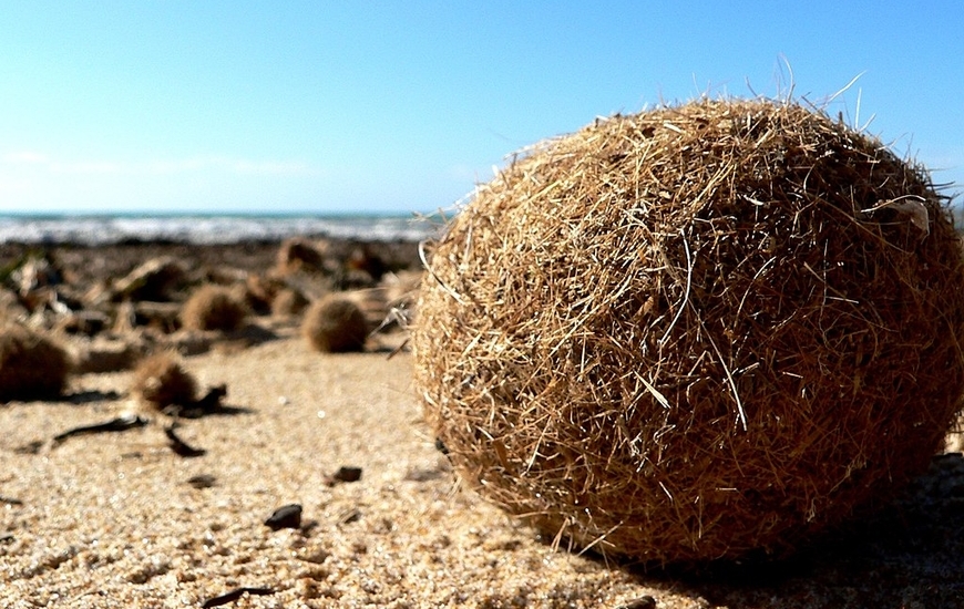Posidonia oceanica spheroid (ph. Wikipedia)